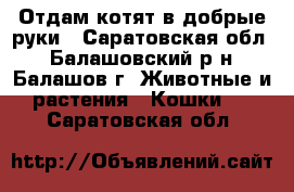 Отдам котят в добрые руки - Саратовская обл., Балашовский р-н, Балашов г. Животные и растения » Кошки   . Саратовская обл.